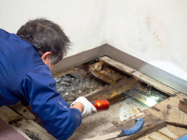 Best Attic Mold Removal  in Brambleton, VA