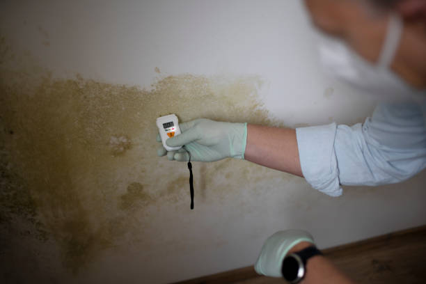Best Mold Cleaning Services  in Brambleton, VA