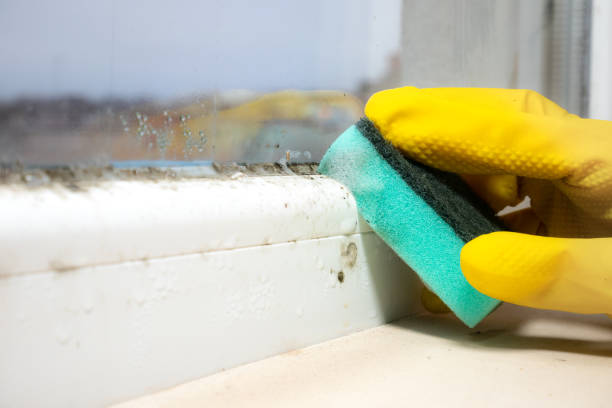 Crawl Space Mold Removal in Brambleton, VA