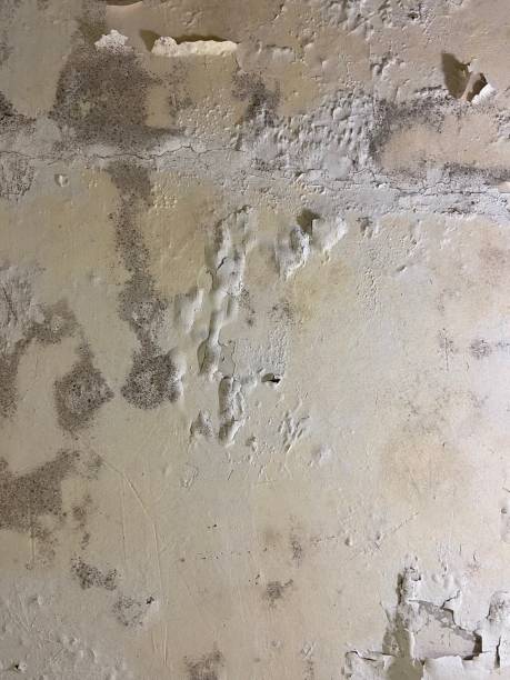 Best Emergency Mold Removal  in Brambleton, VA